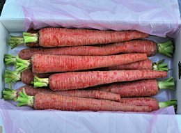 金時人参(きんときにんじん)